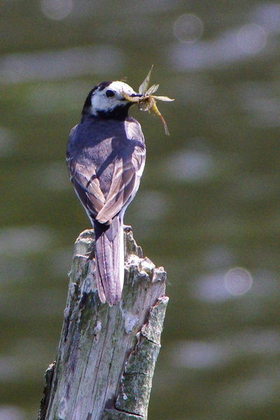 wagtail's lunch