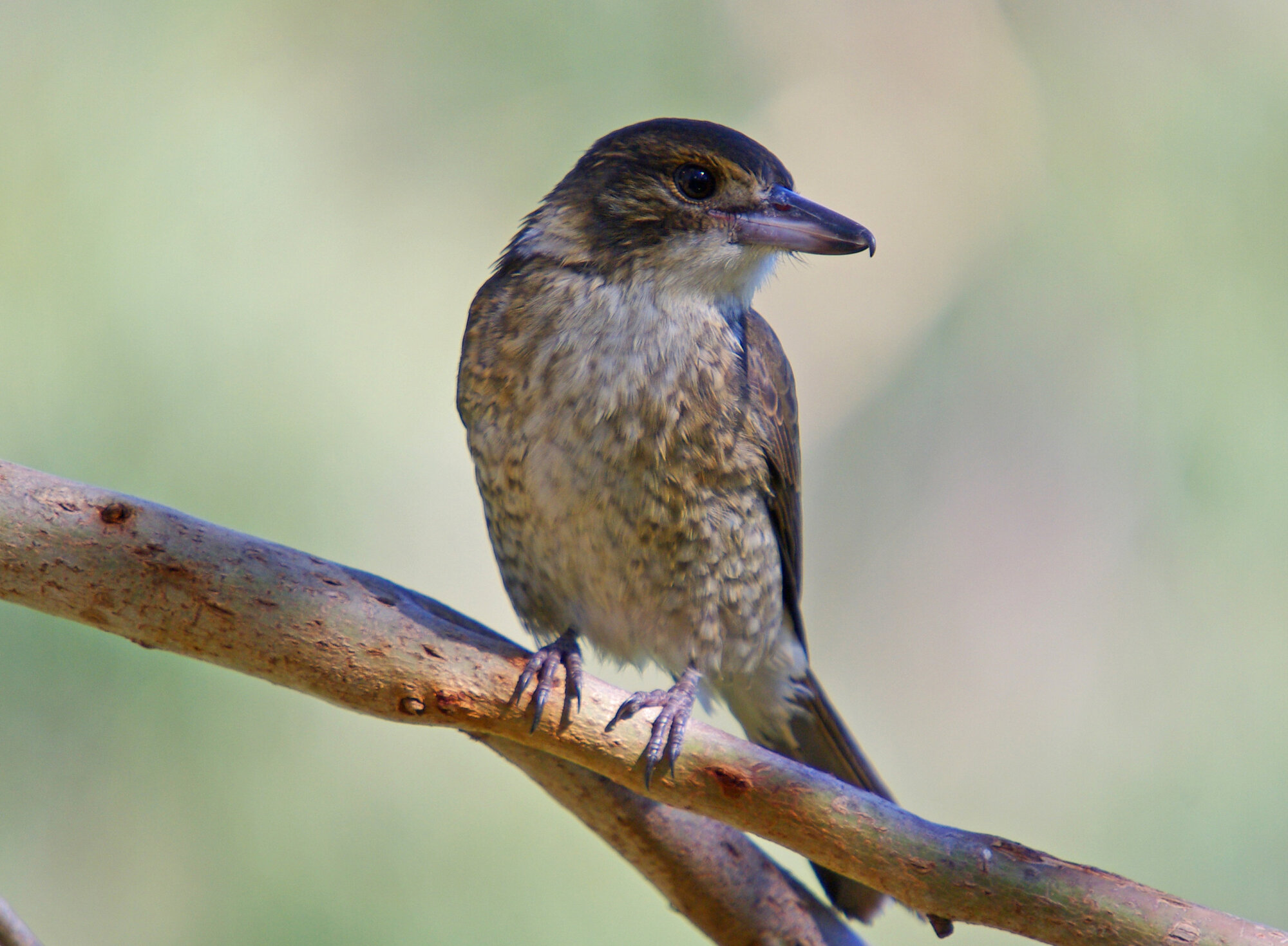 Butcherbird