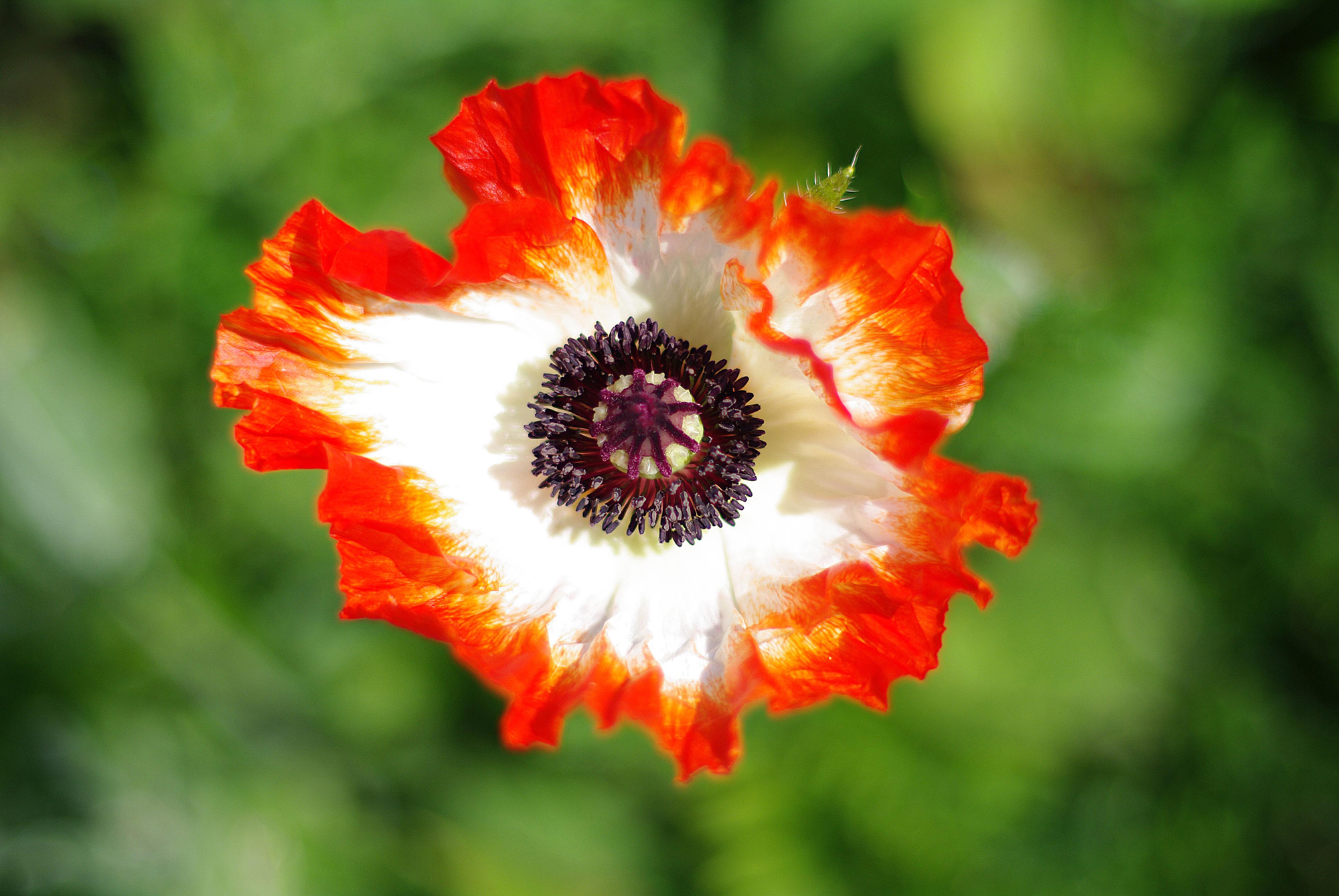Poppy