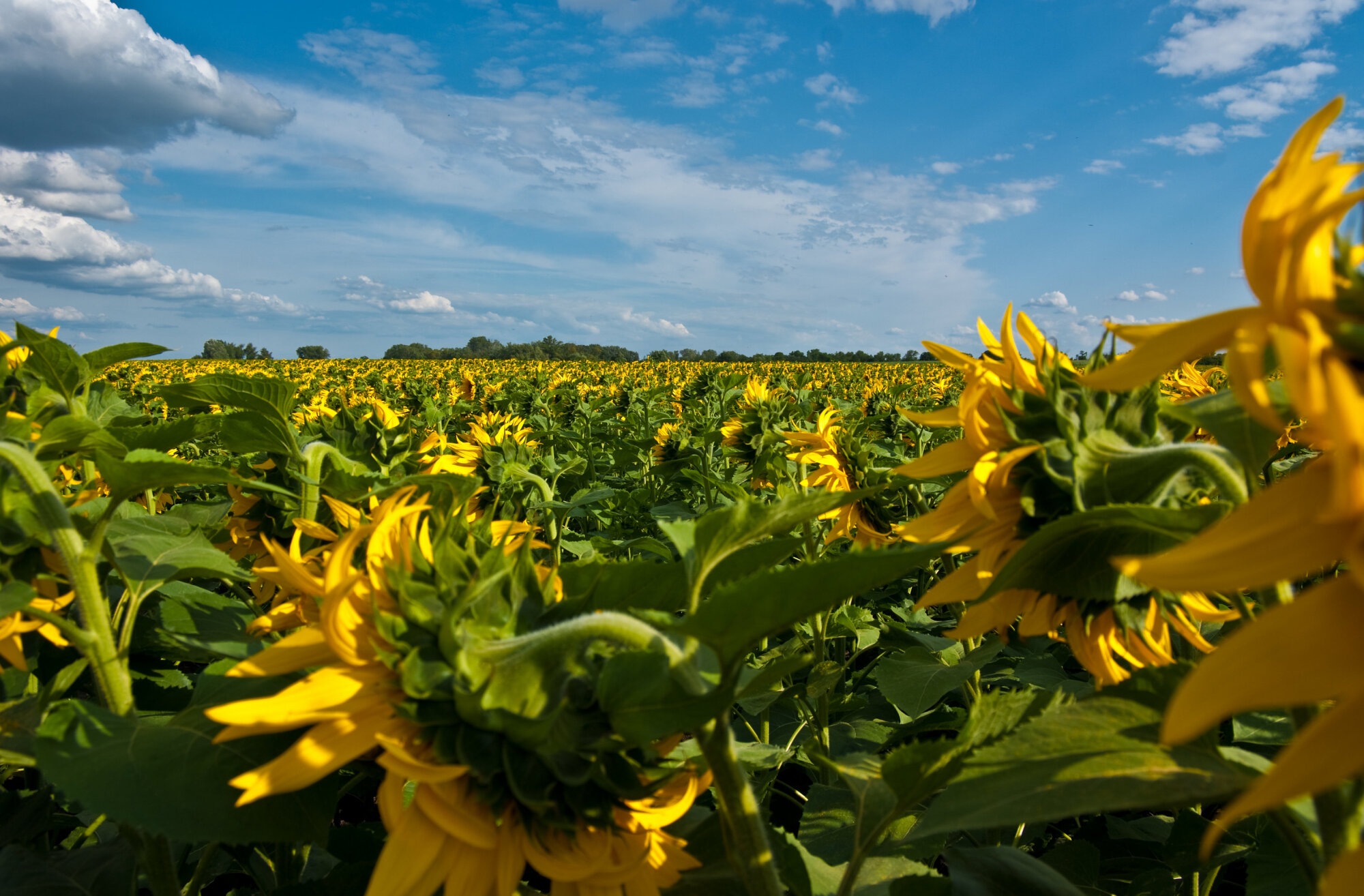 Sunflowers