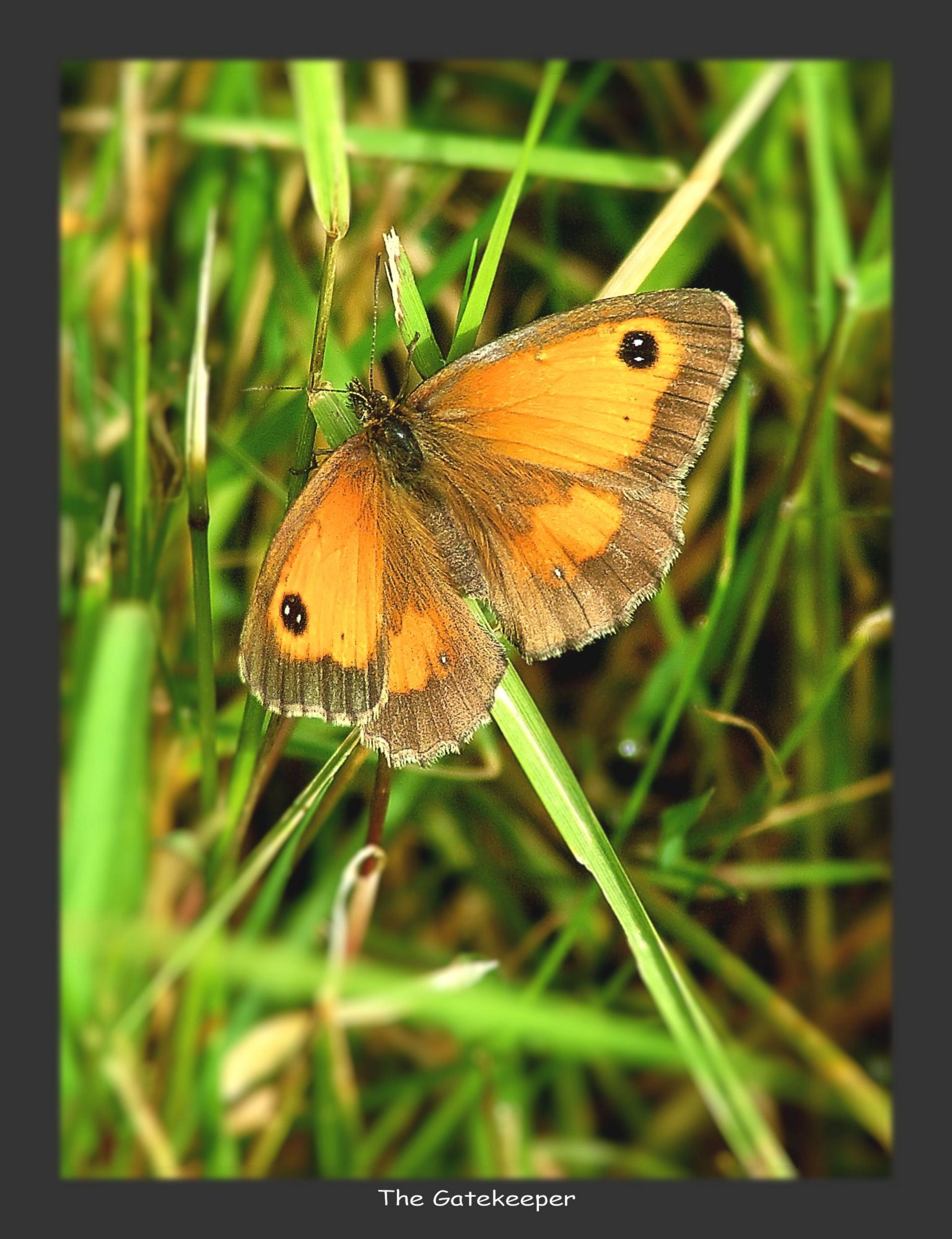 Hedge Brown