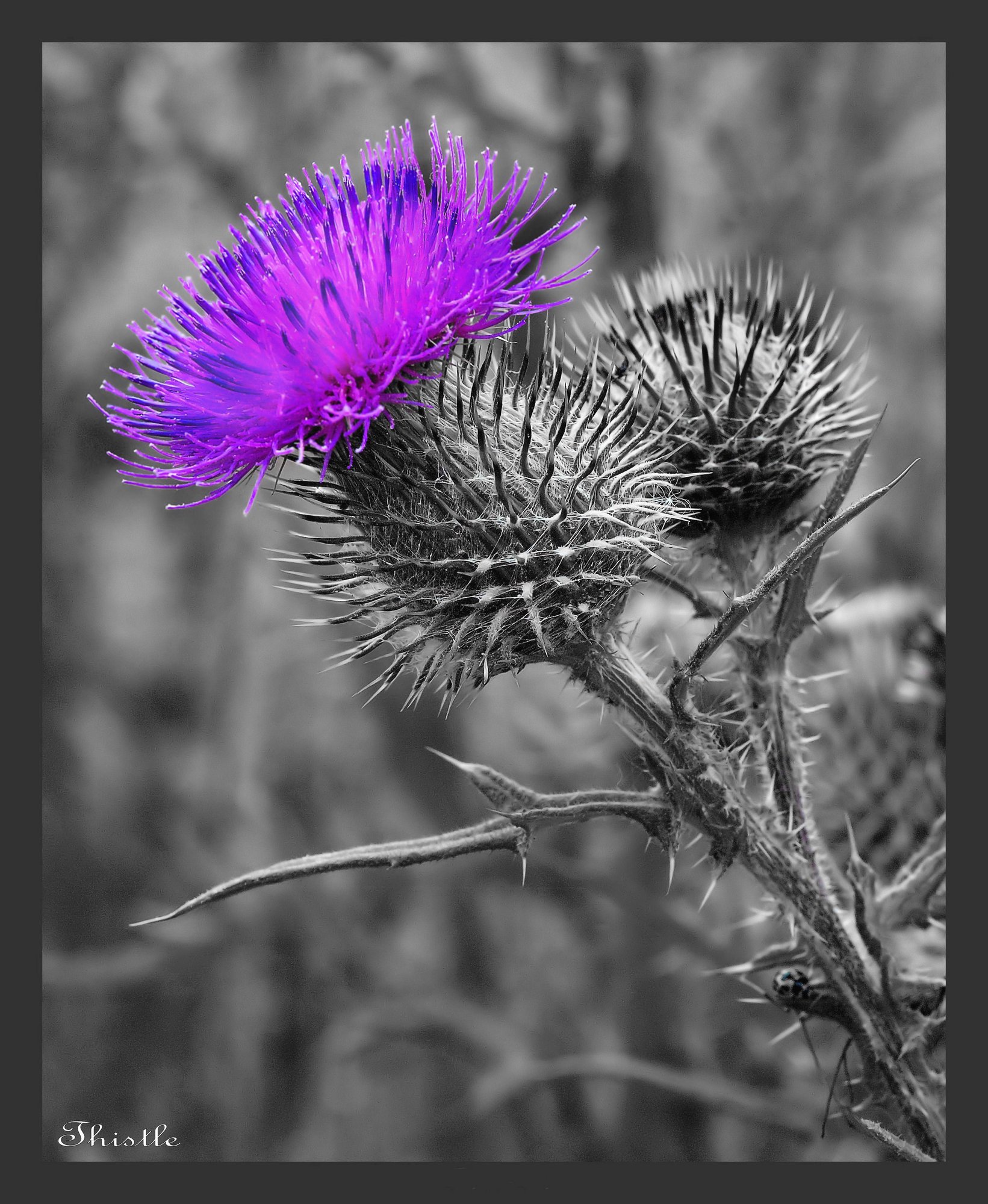 Thistle
