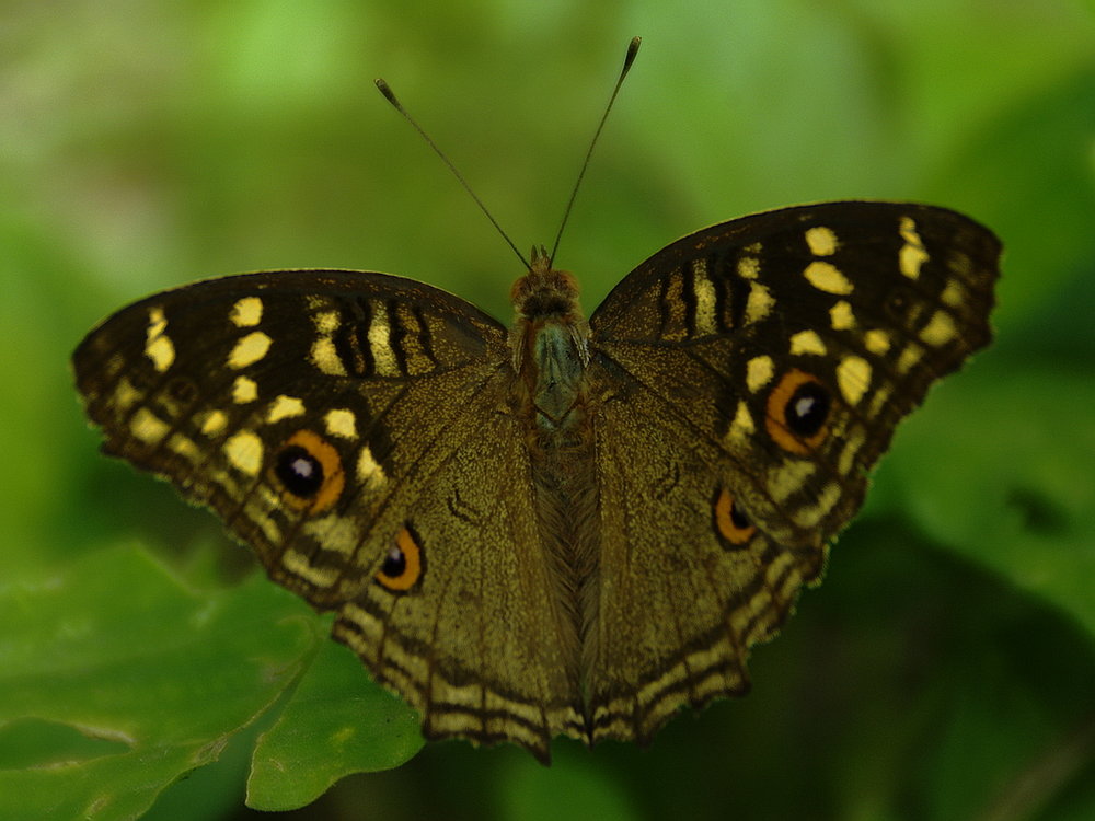 Butterfly (Lemon Pansy )No.2