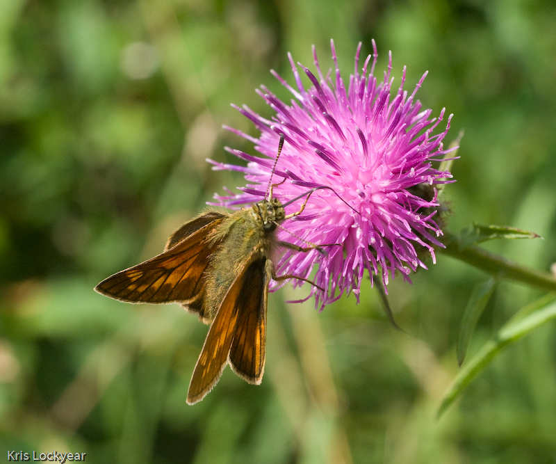 Butterfly and a flower