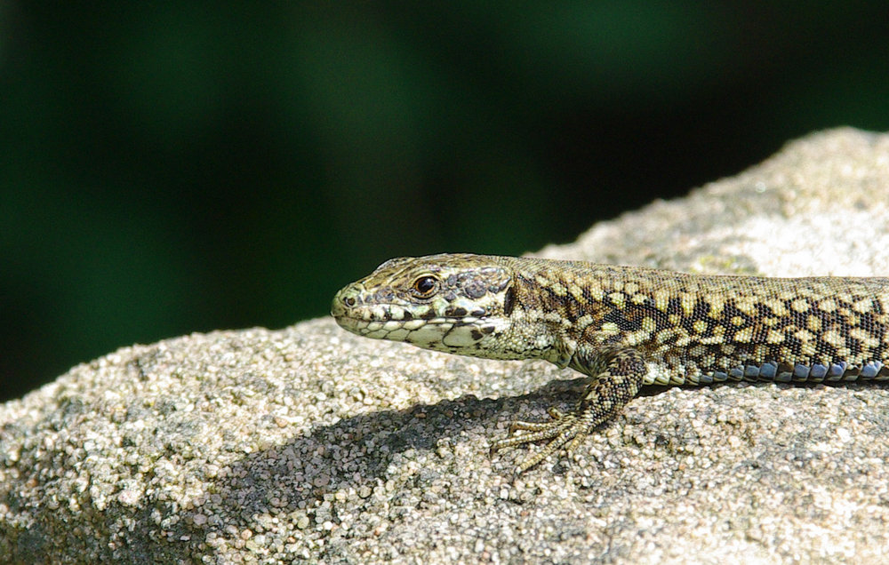 French Dragon
