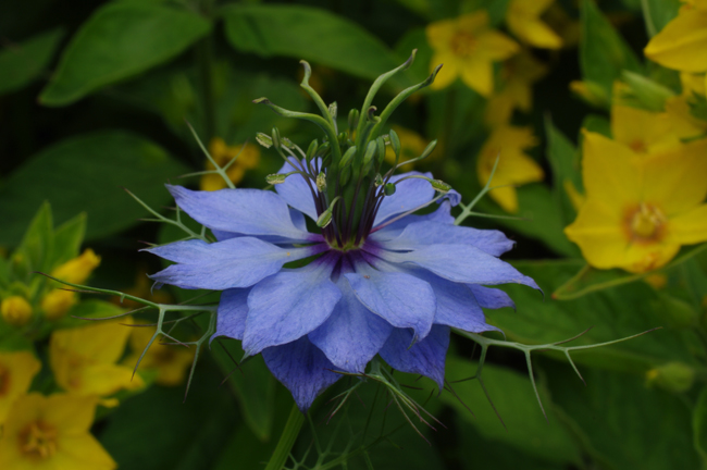 Love_in_a_mist