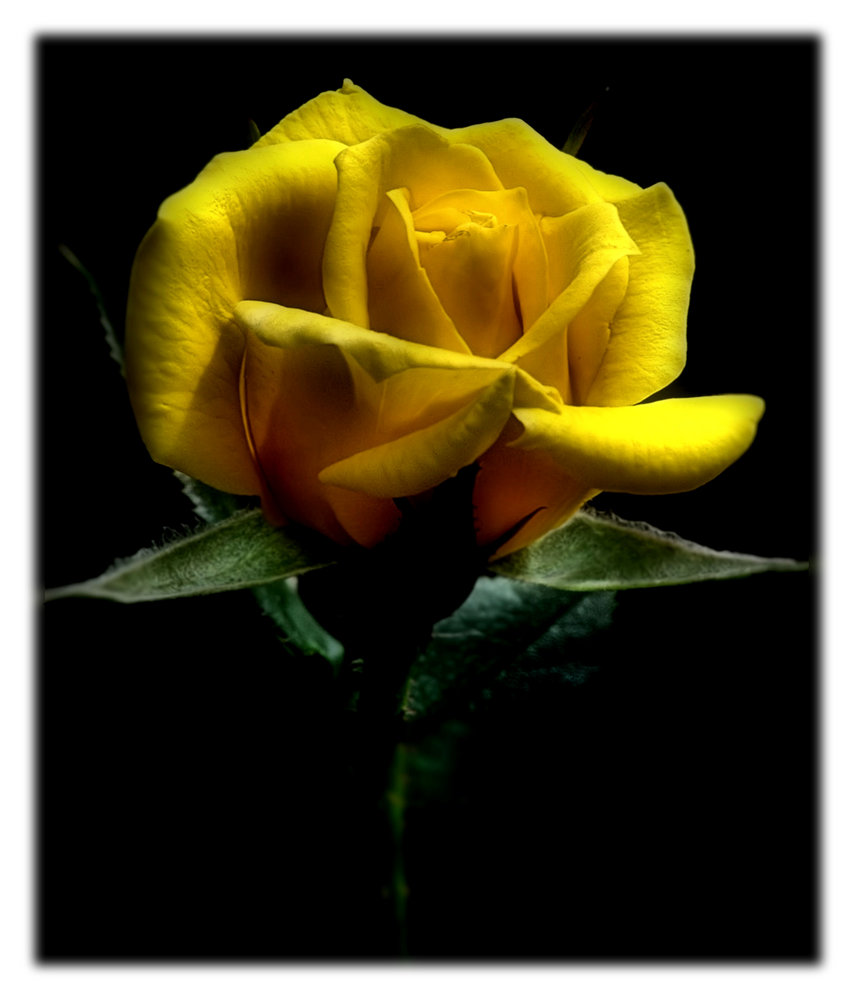 Patio rose