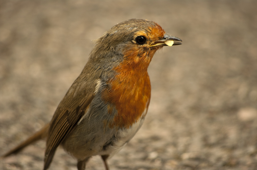 Robin