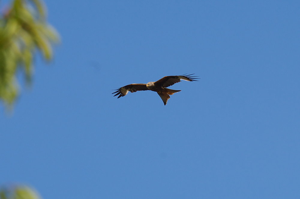 The Red Kite over Reading