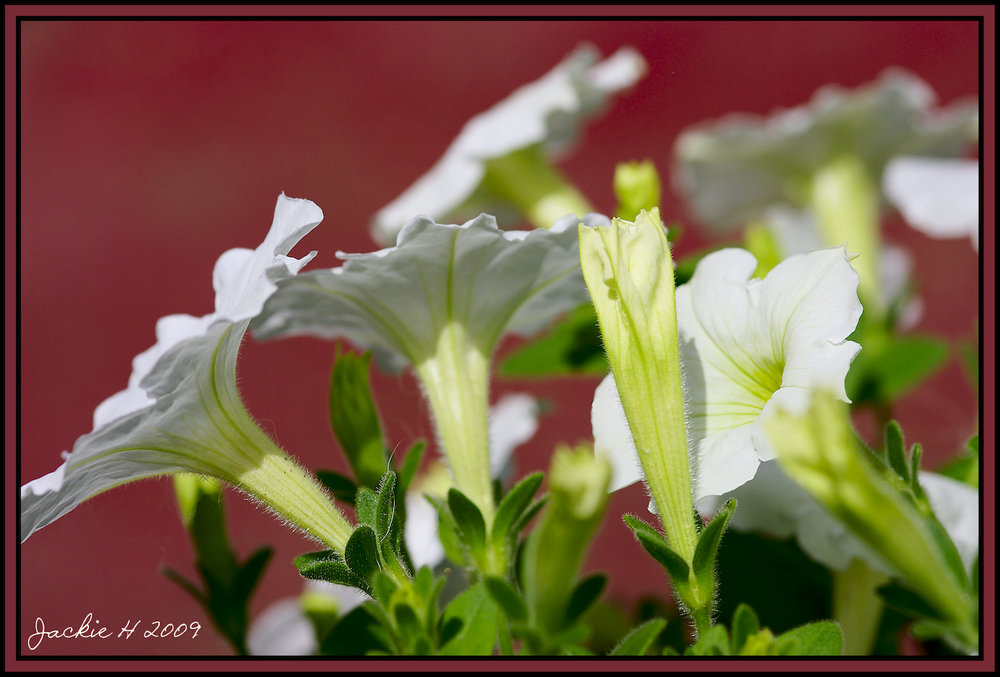 White Petunia