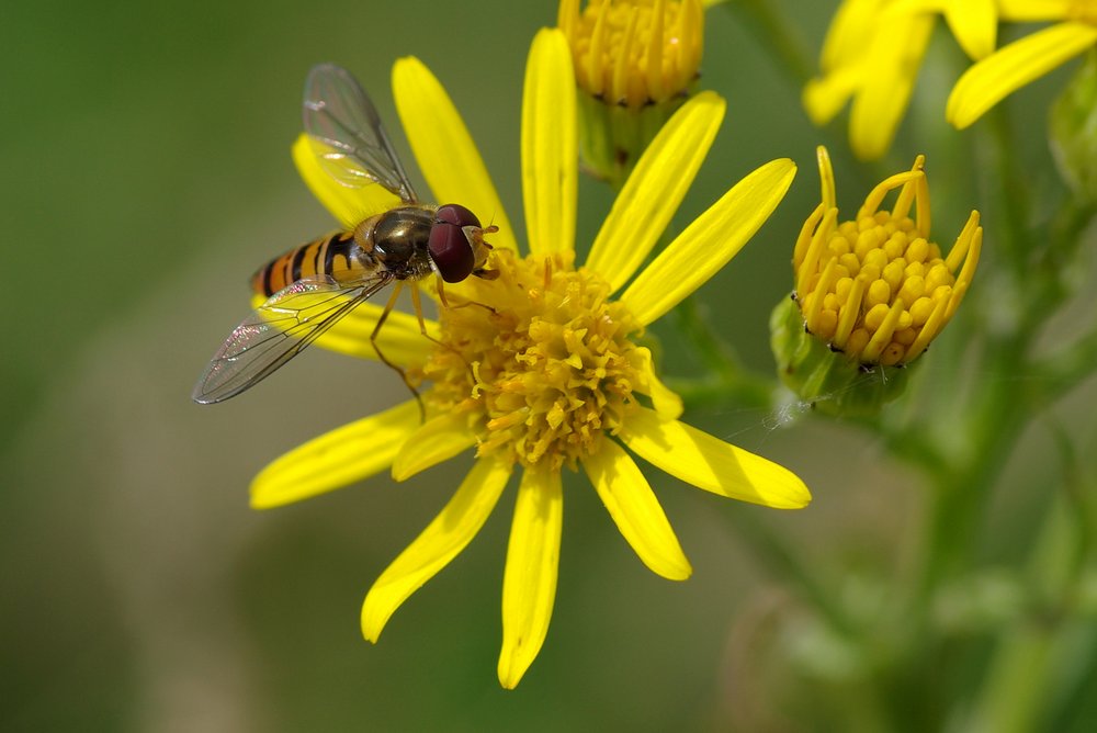 Another hover fly