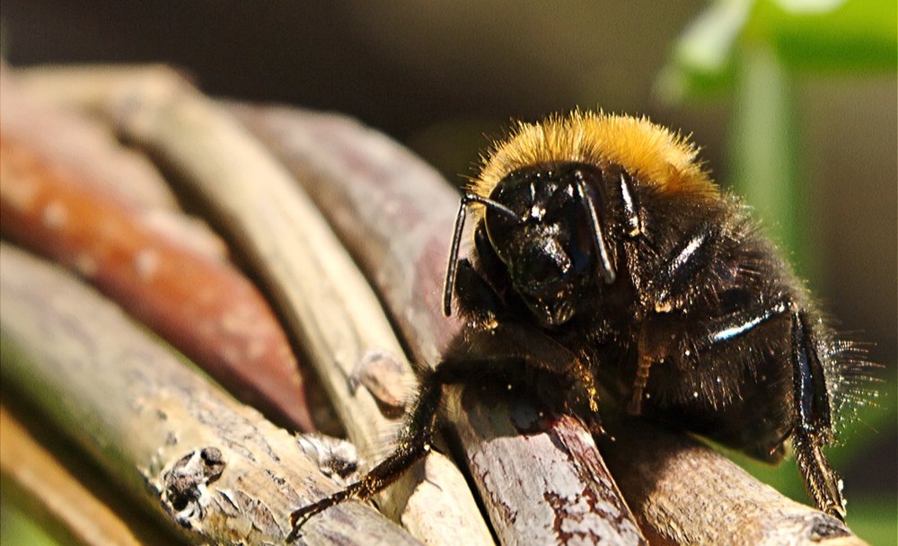 Bee rest