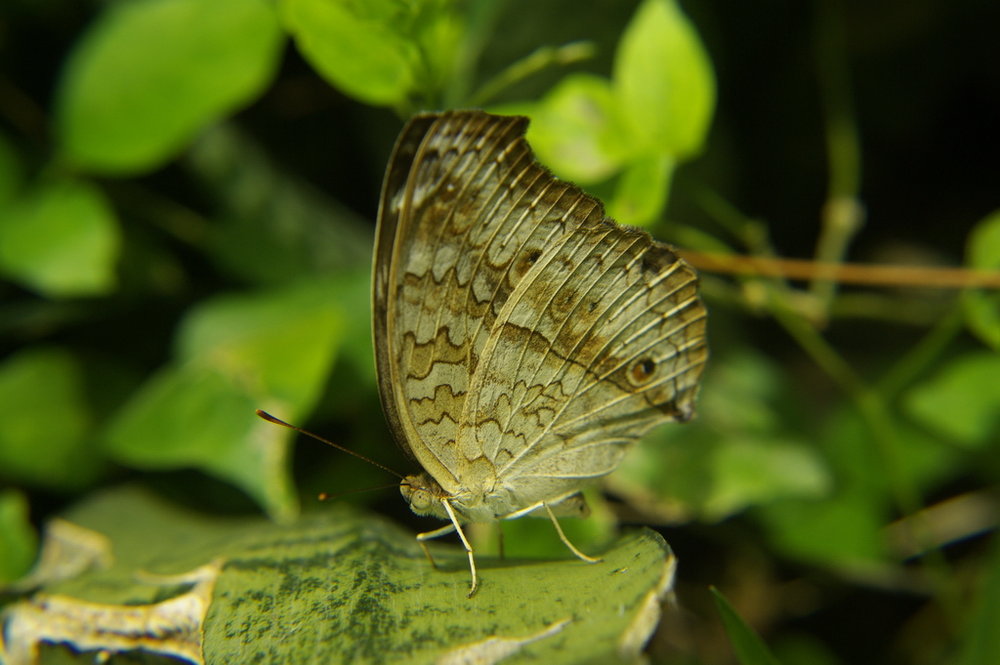 Butterfly Chiangmai Thailand 2009-07-16