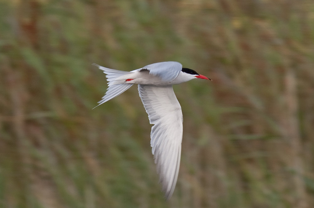 Common Tern