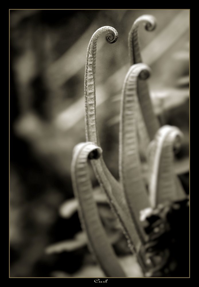 Curl