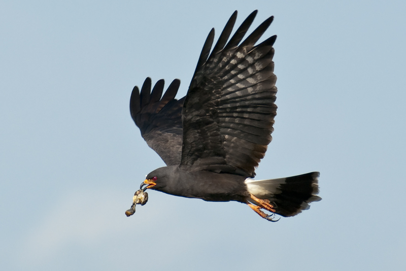 Everglades Snail Kite with Snail