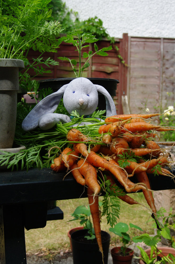 Hipperty's Carrot Crop