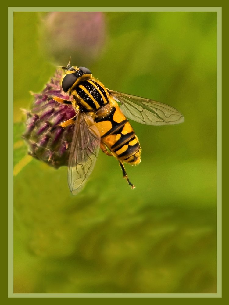 Hover Fly.