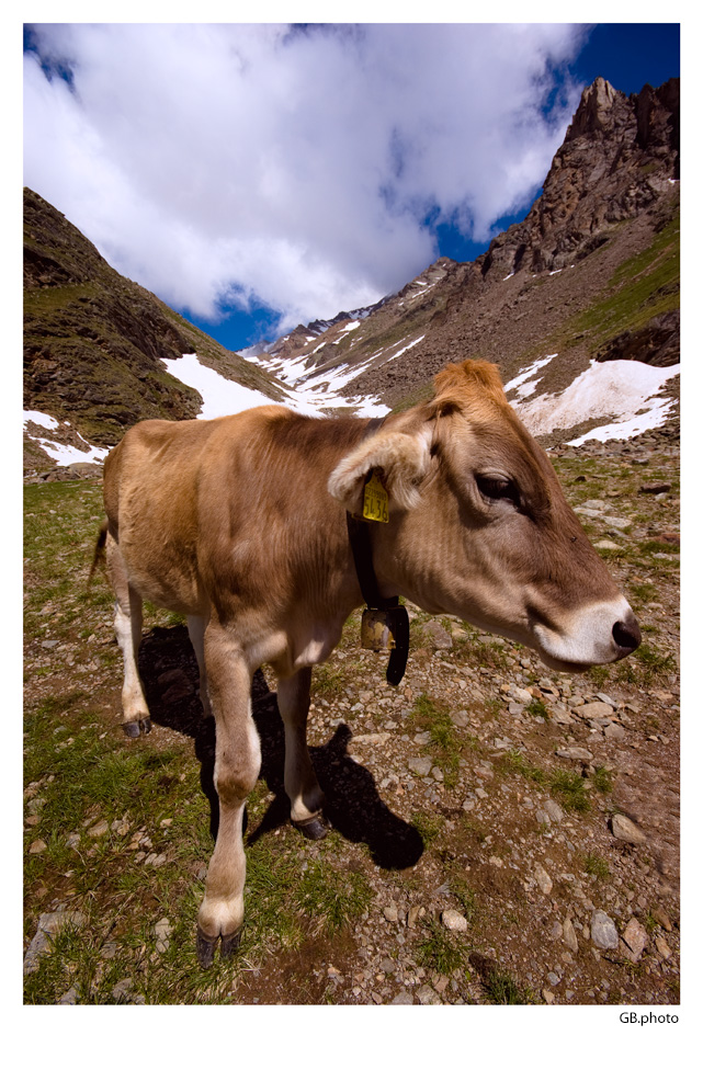 curious cow at the foot of Mount Vioz