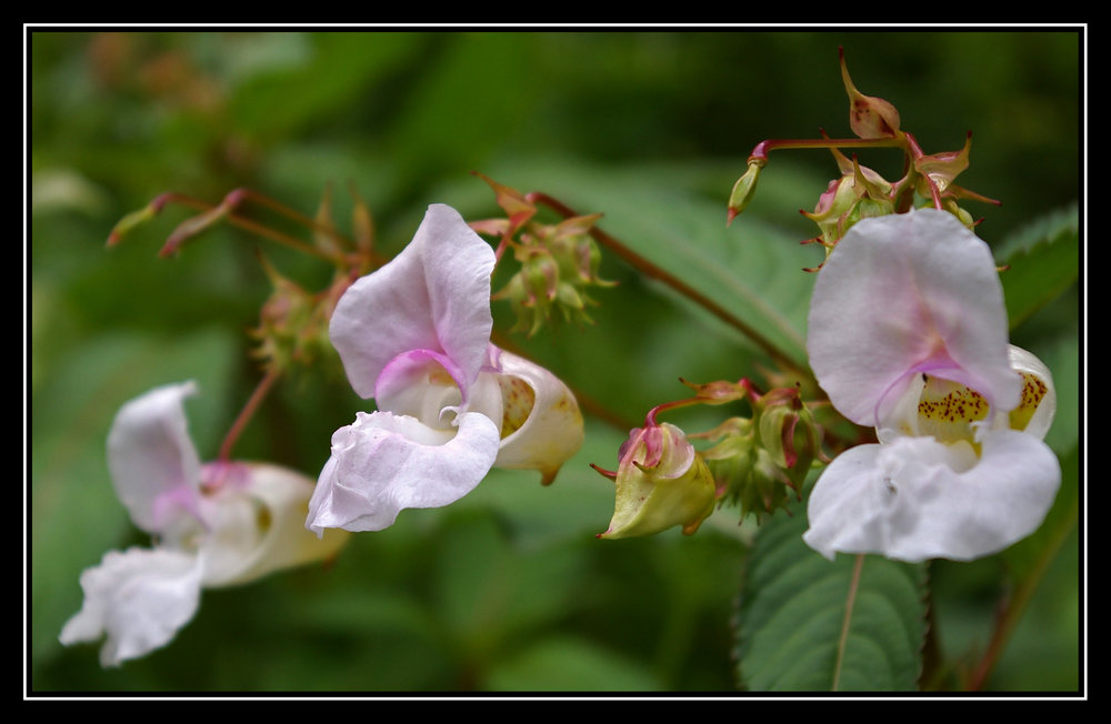 orchid