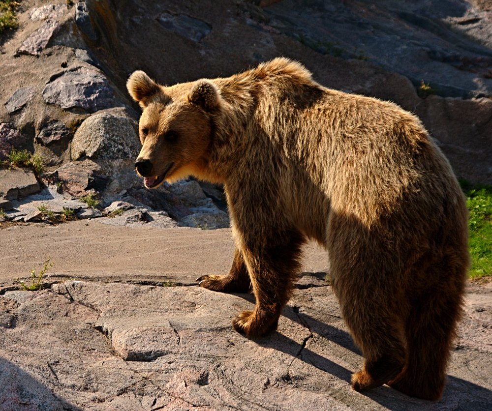 Smily bear