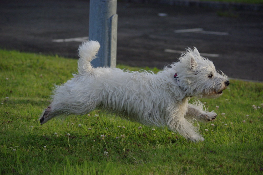 Oscar