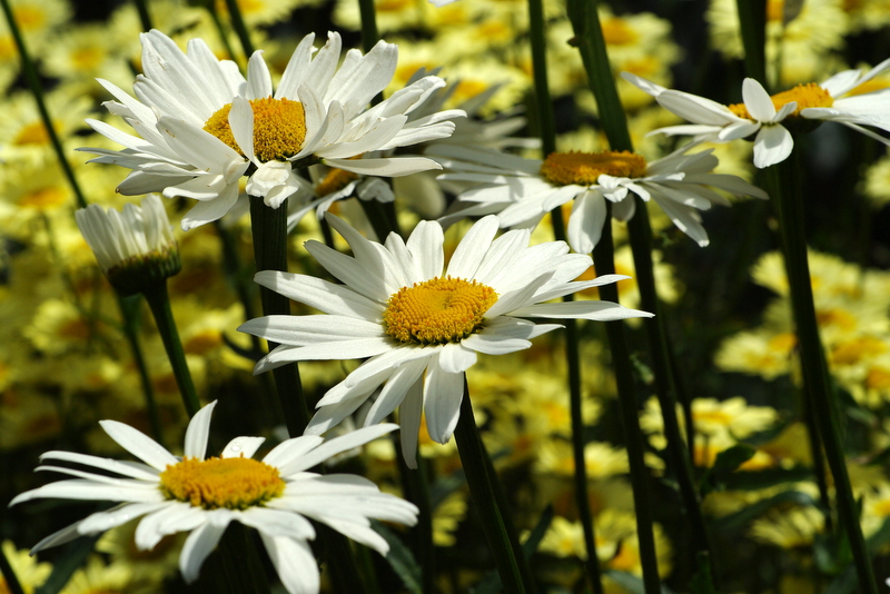 Whoop's a daisy