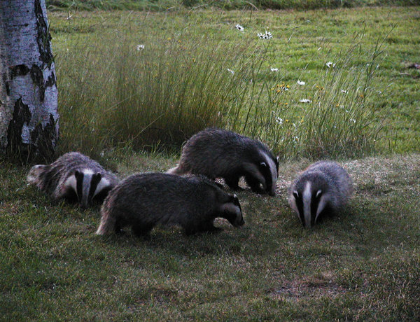 A grey family