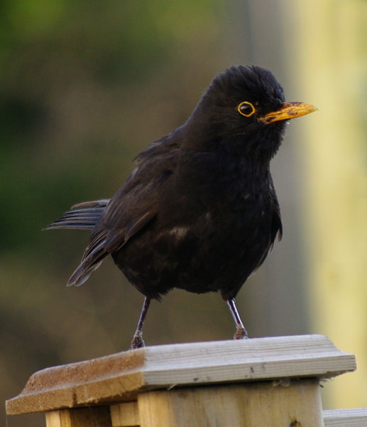 Alarmed Blackbird