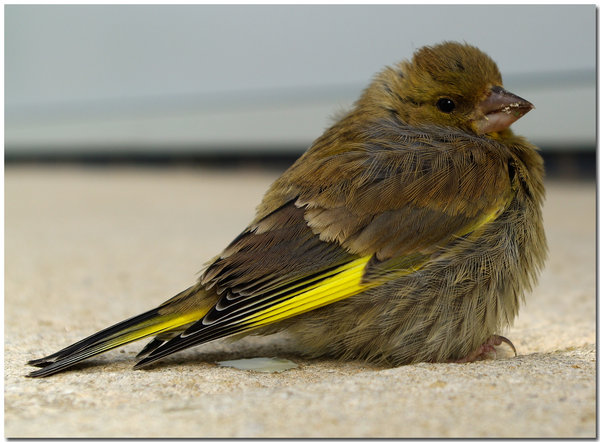 Baby Greenfinch