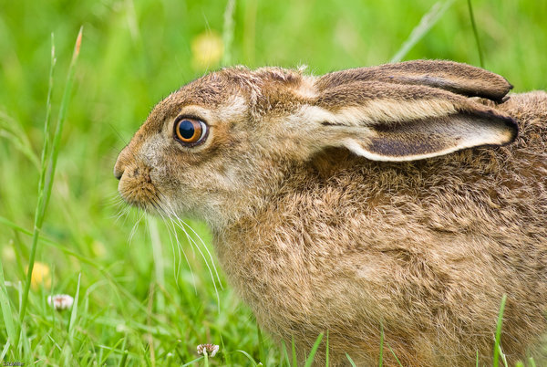 Brown Hare portrait