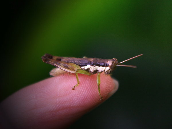 Bug on my finger 3