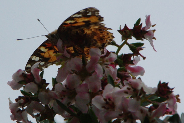 Butterfly feeding
