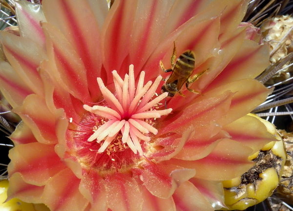 Cactus Flower