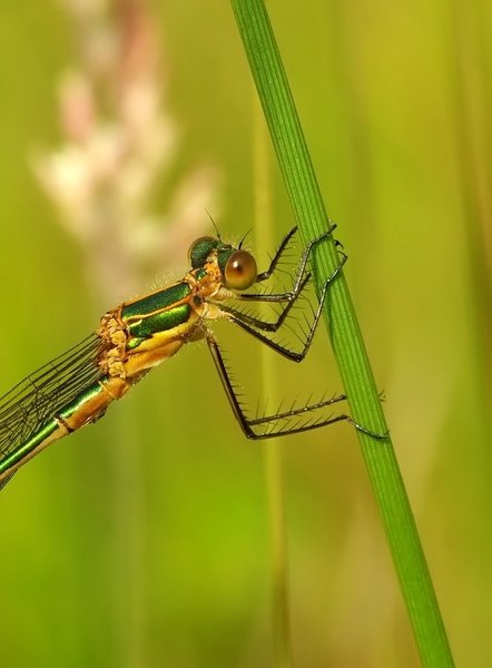 DAMSEL MK2