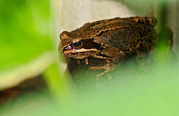 Flashy Frogger
