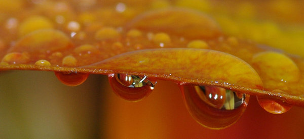 Lilly Leaf Rain Drops