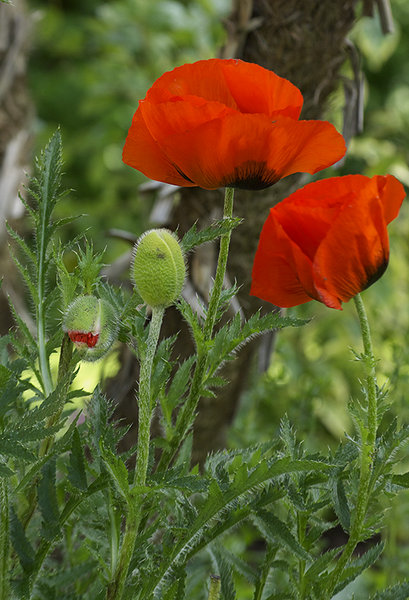 Oriental Poppy