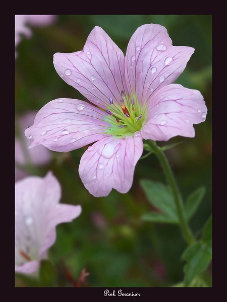 Pink Geranium