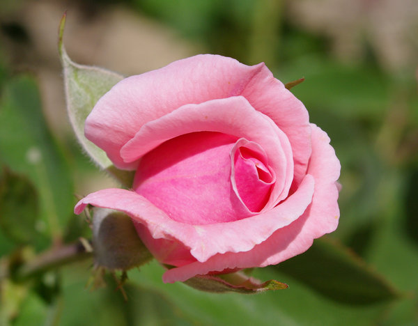 Pink Rose