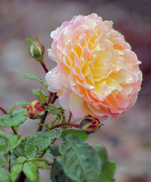 Pink and Yellow