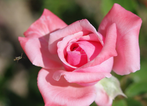 Rose with Bee