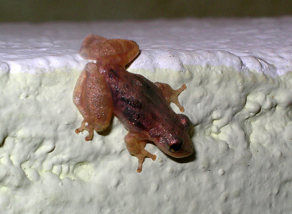 Small tropical frog