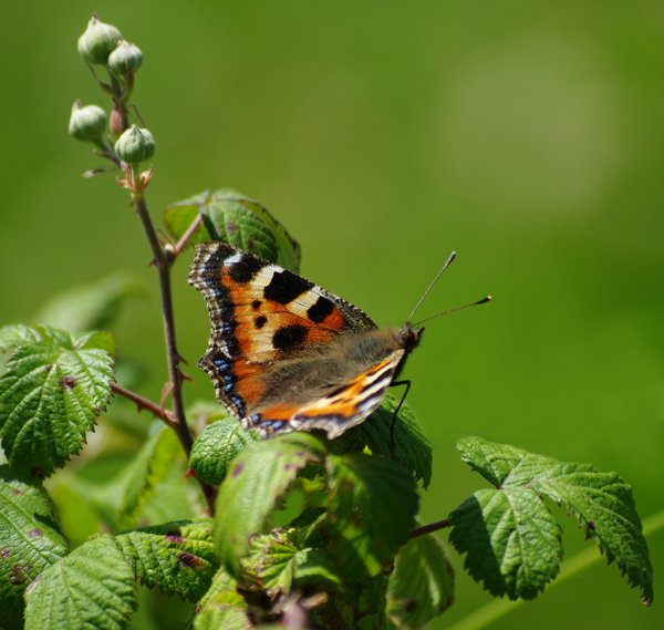 Tortoiseshell