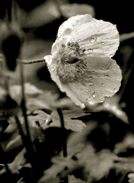 Welsh Poppy