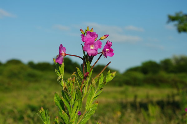 Great WillowHerb