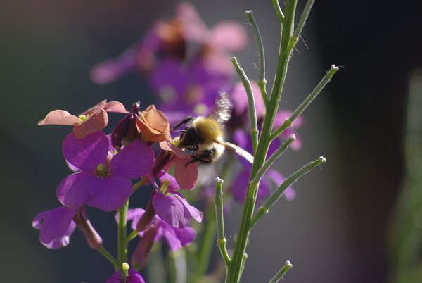 Busy Bee