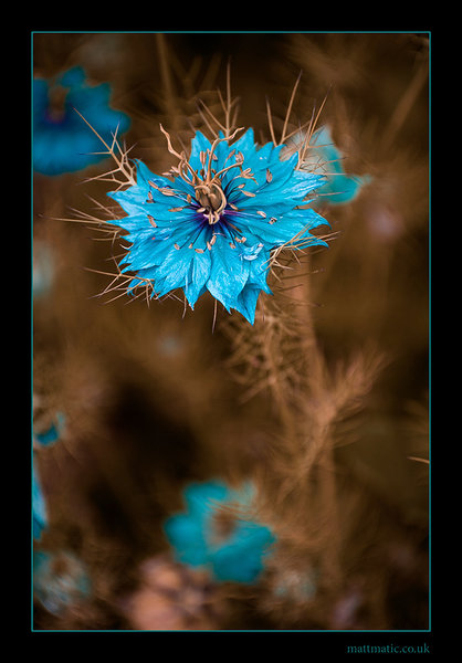 copper & blue