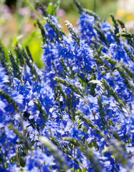 flowers in the wind