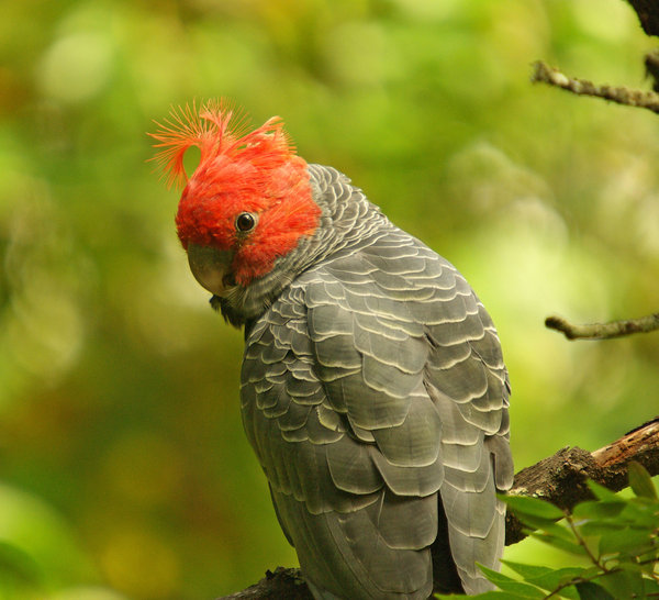 ganggang cockatoo